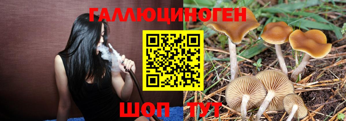 Псилоцибиновые грибы GOLDEN TEACHER  Галлюциногенные грибы Psilocybine cubensis  Вход с VPN  Узловая 